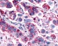 GPR4 Antibody (Cytoplasmic Domain)